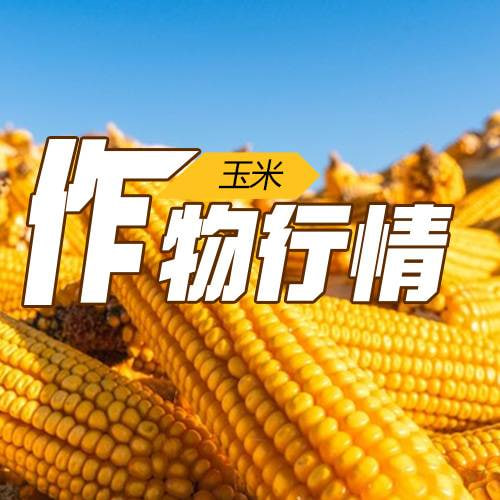  玉米期货行情分析：气候与种植面积变化对玉米市场的影响