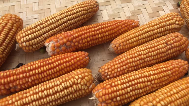 CBOT 美玉米 C 主力行情解读 收割季供给压力与出口、生物燃料需求博弈